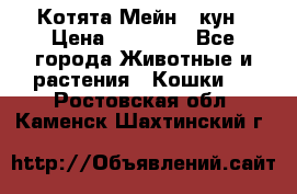 Котята Мейн - кун › Цена ­ 19 000 - Все города Животные и растения » Кошки   . Ростовская обл.,Каменск-Шахтинский г.